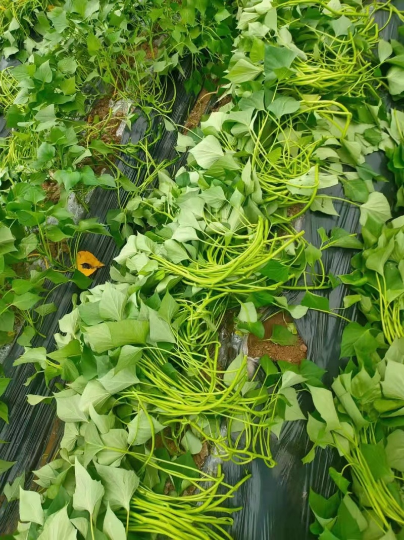 秦薯五号红薯苗自家培育高代脱毒产量高成活率高货量大现场看