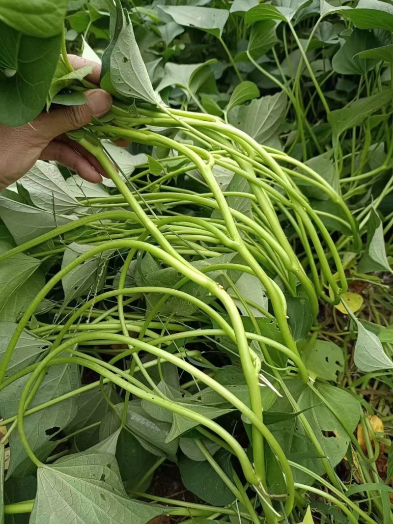 秦薯五号红薯苗自家培育高代脱毒产量高成活率高货量大现场看