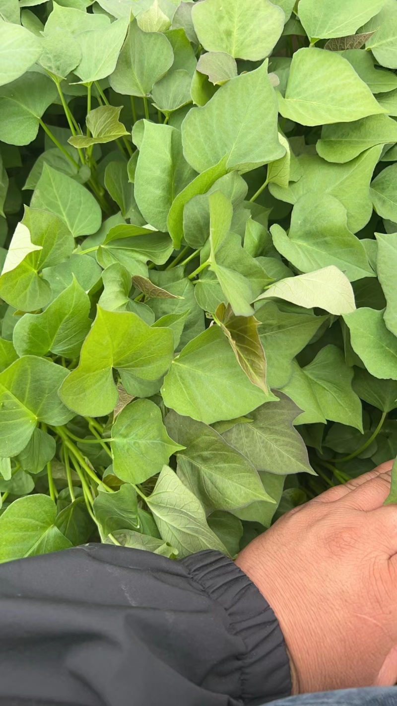 秦薯五号红薯苗自家培育高代脱毒产量高成活率高货量大现场看