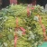 秦薯五号红薯苗自家培育高代脱毒产量高成活率高货量大现场看