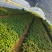秦薯五号红薯苗自家培育高代脱毒产量高成活率高货量大现场看