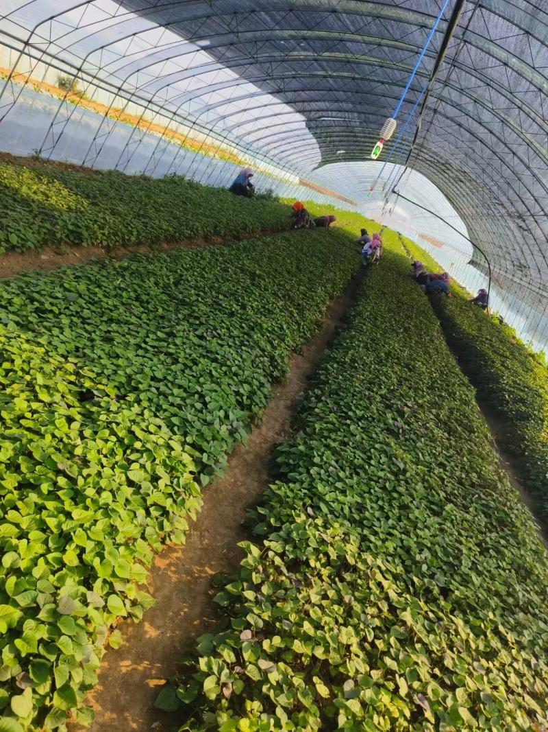 秦薯五号红薯苗自家培育高代脱毒产量高成活率高货量大现场看