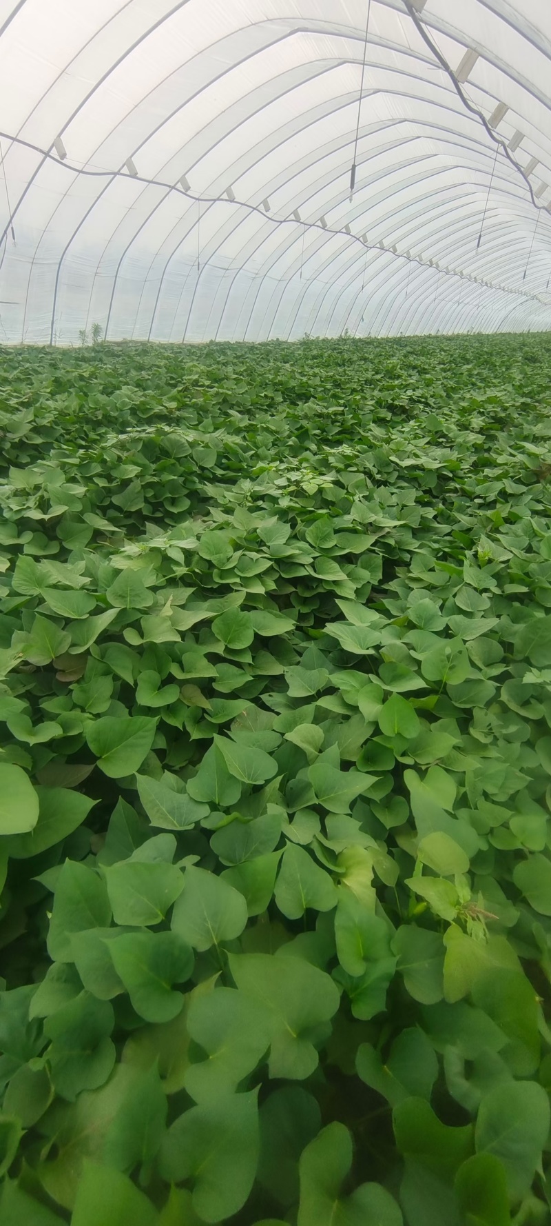 秦薯五号红薯苗自家培育高代脱毒产量高成活率高货量大现场看