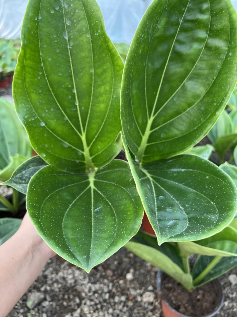荷兰进口宝莲灯中苗，室内盆栽，四季开花，多年生木本花卉