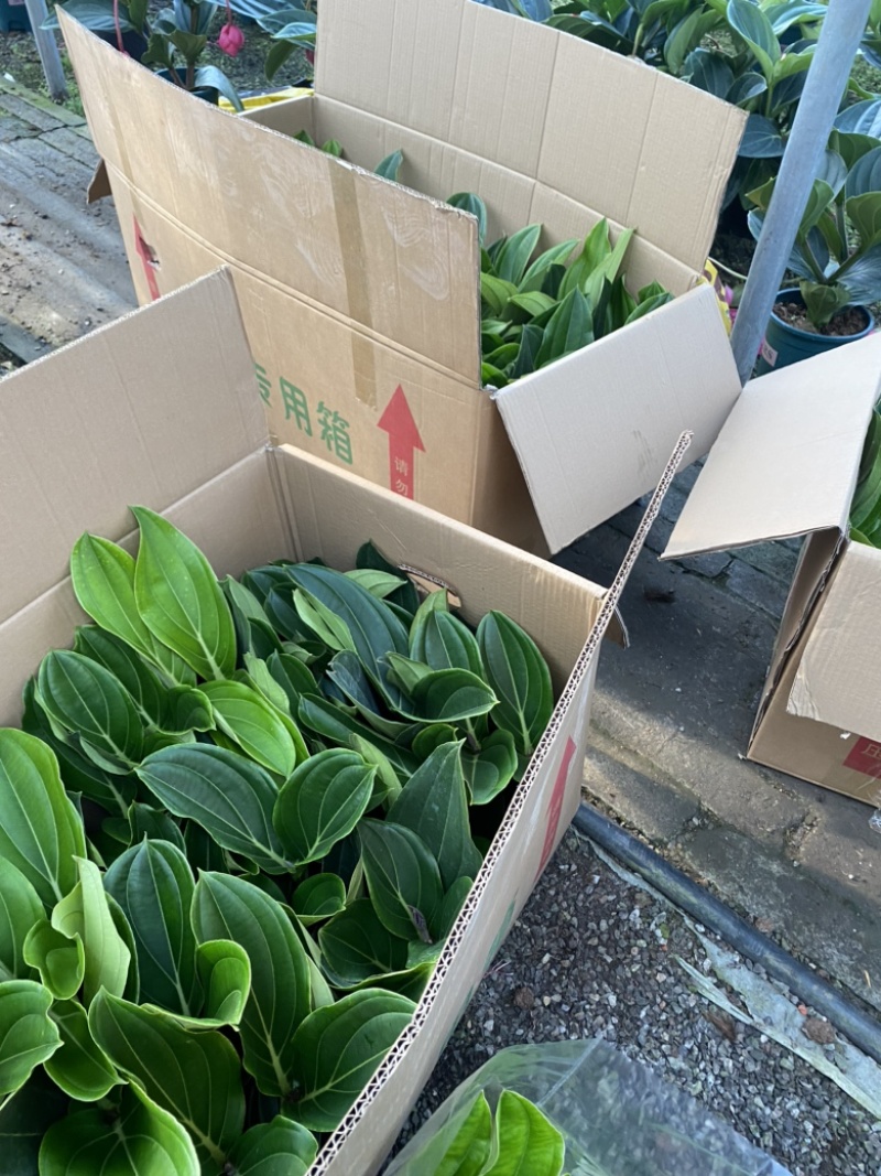 荷兰进口宝莲灯中苗，室内盆栽，四季开花，多年生木本花卉