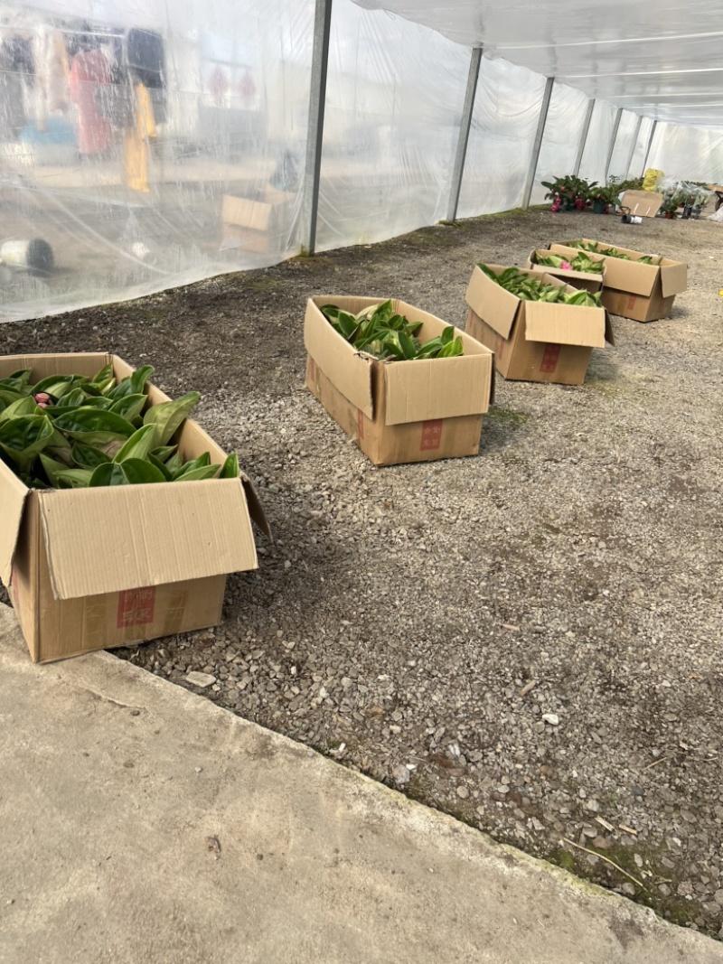 荷兰进口宝莲灯中苗，室内盆栽，四季开花，多年生木本花卉