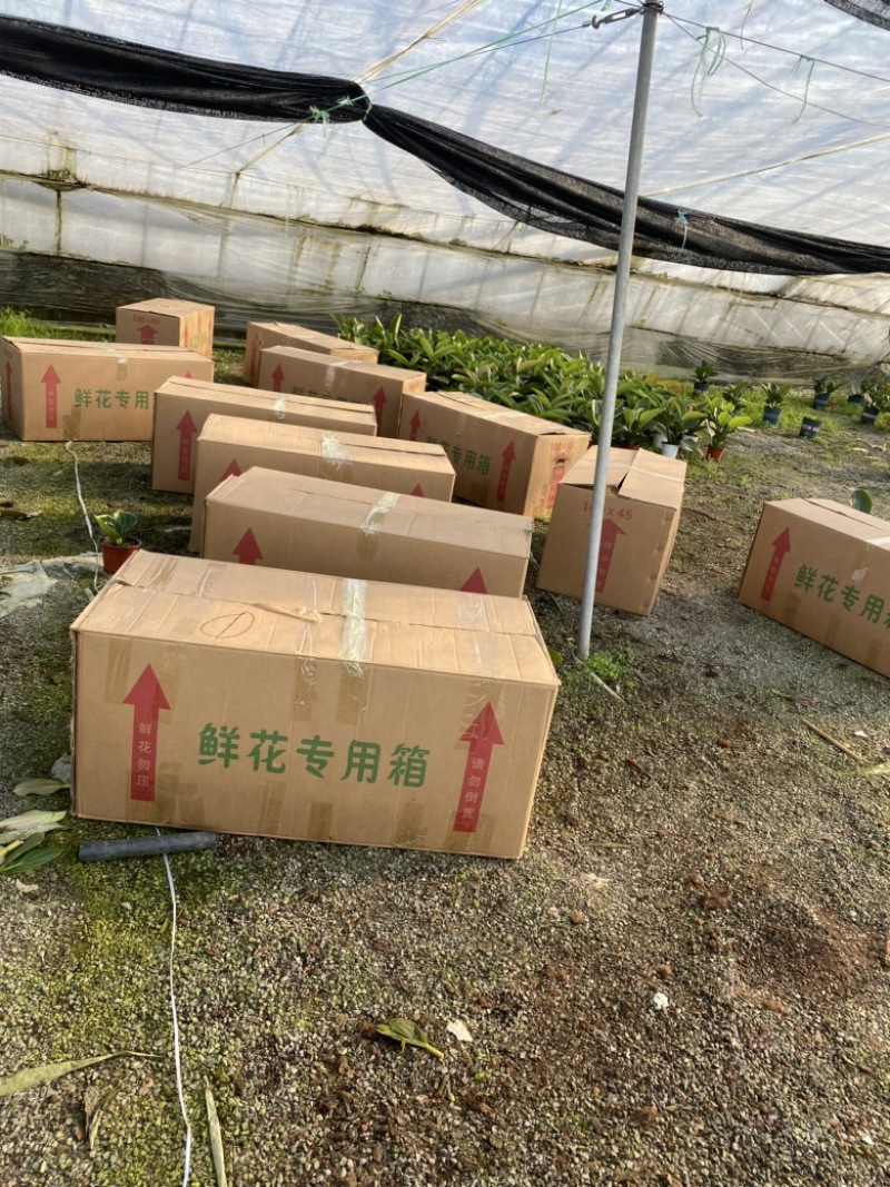 荷兰进口宝莲灯中苗，室内盆栽，四季开花，多年生木本花卉