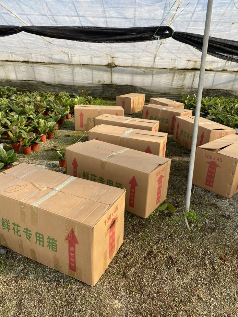 荷兰进口宝莲灯中苗，室内盆栽，四季开花，多年生木本花卉