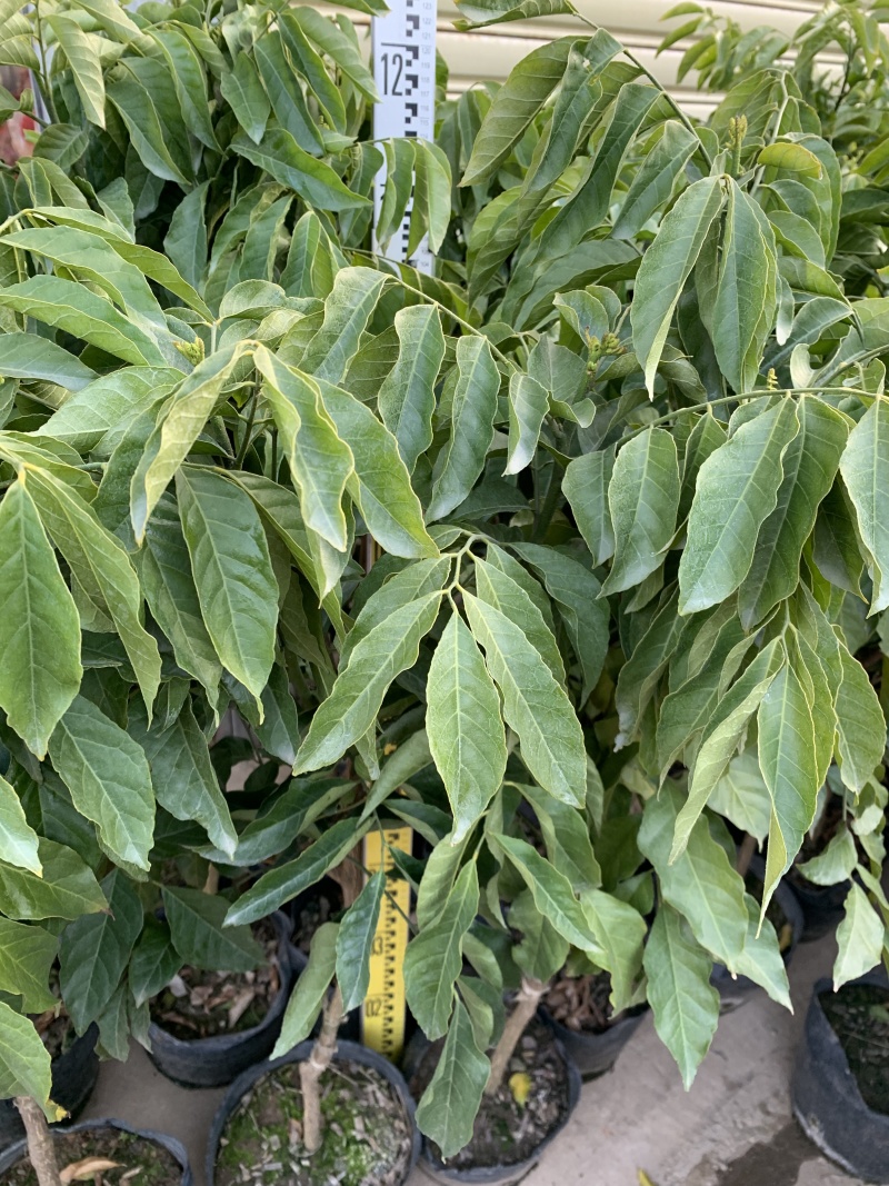 26杯高度1—1.2左右嫁接苗（鸡心黄皮）培育得当，当年