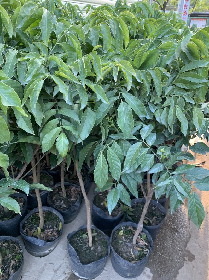 26杯高度1—1.2左右嫁接苗（鸡心黄皮）培育得当，当年