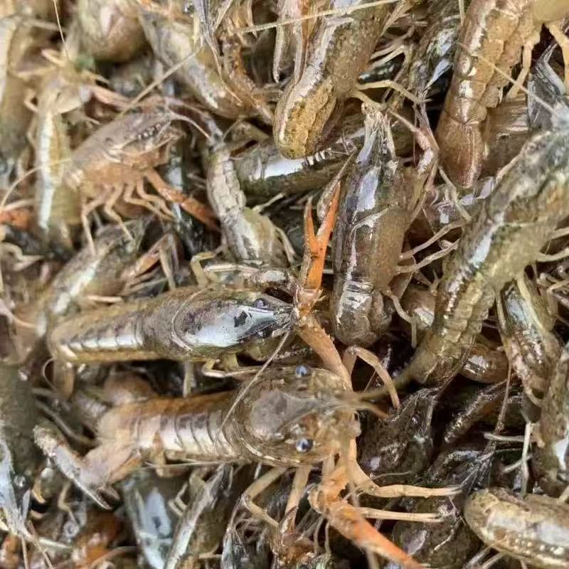 高抗小龙虾活体鲜活养殖幼苗活虾