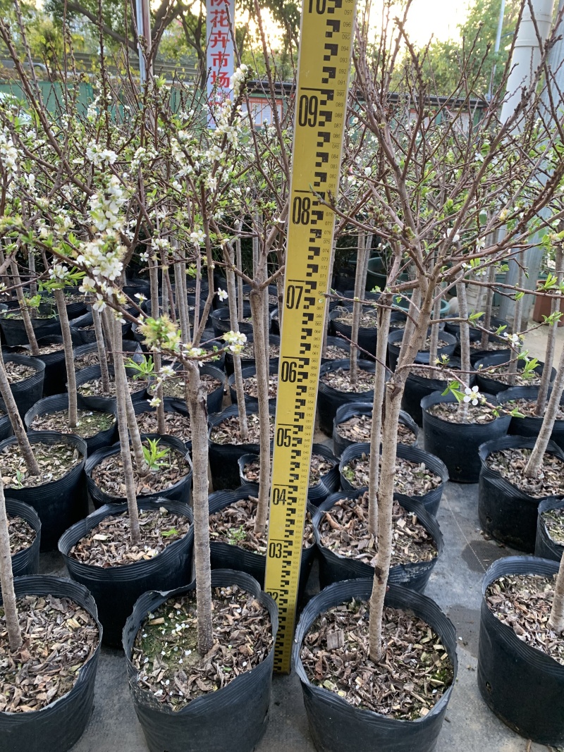 28杯高度1-1.2左右正在开花当年结果【三华李】：9棵