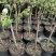 28杯高度1-1.2左右正在开花当年结果【三华李】：9棵