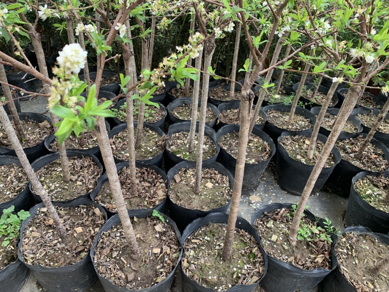 28杯高度1-1.2左右正在开花当年结果【三华李】：9棵