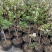 28杯高度1-1.2左右正在开花当年结果【三华李】：9棵