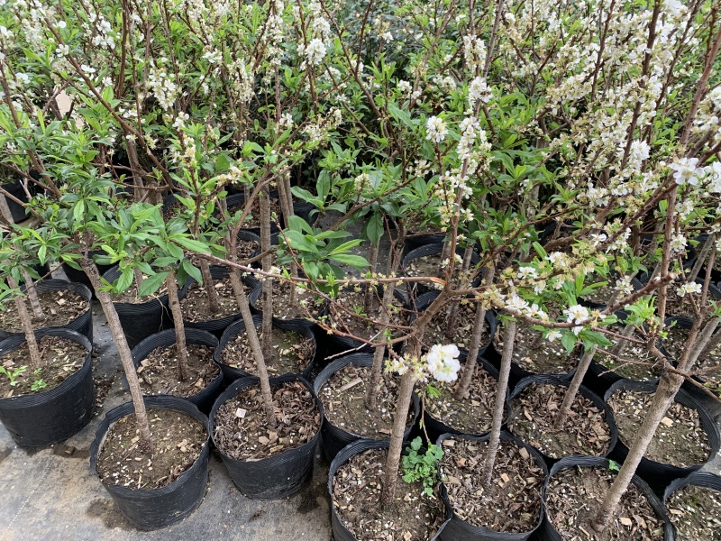 28杯高度1-1.2左右正在开花当年结果【三华李】：9棵