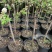 28杯高度1-1.2左右正在开花当年结果【三华李】：9棵