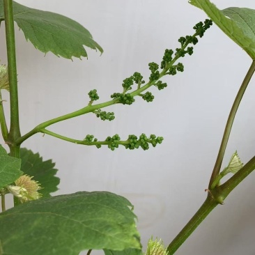 1、老桩夏黑葡萄（已在结果中）2、老桩阳光玫瑰葡萄