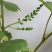 1、老桩夏黑葡萄（已在结果中）2、老桩阳光玫瑰葡萄
