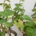 1、老桩夏黑葡萄（已在结果中）2、老桩阳光玫瑰葡萄
