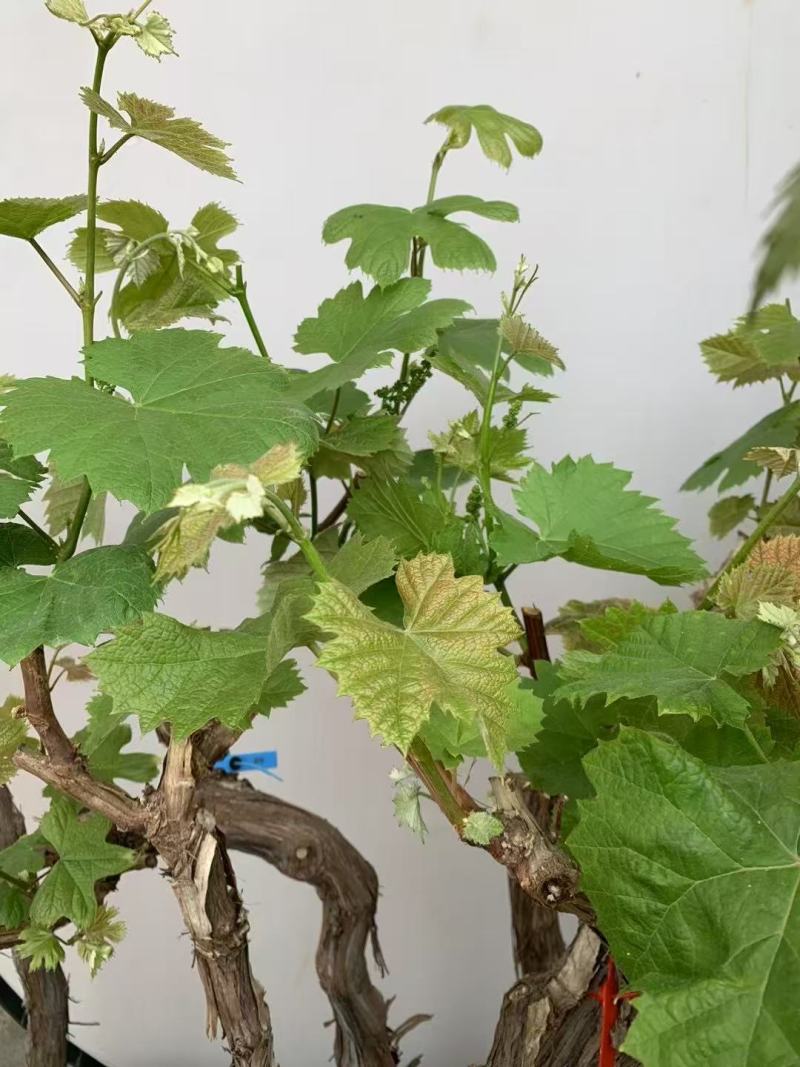 1、老桩夏黑葡萄（已在结果中）2、老桩阳光玫瑰葡萄