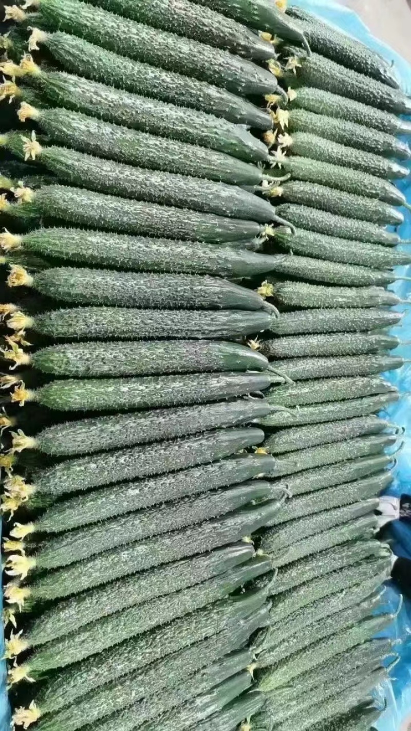 黄瓜大量上市精品，需要的老板们抓紧下单。