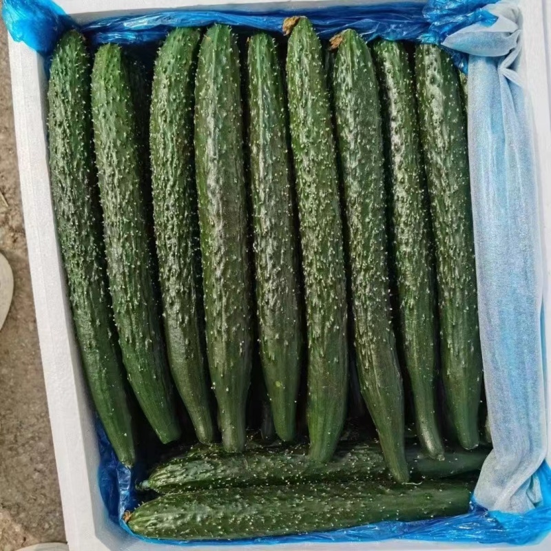 黄瓜大量上市精品，需要的老板们抓紧下单。
