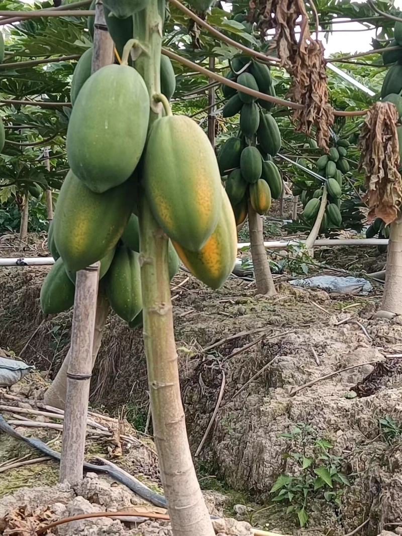 工厂红肉木瓜