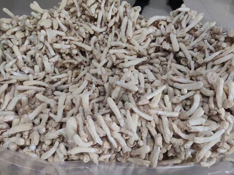 精选高品质竹荪竹荪蛋竹荪杆规格多多品质保障讲诚信