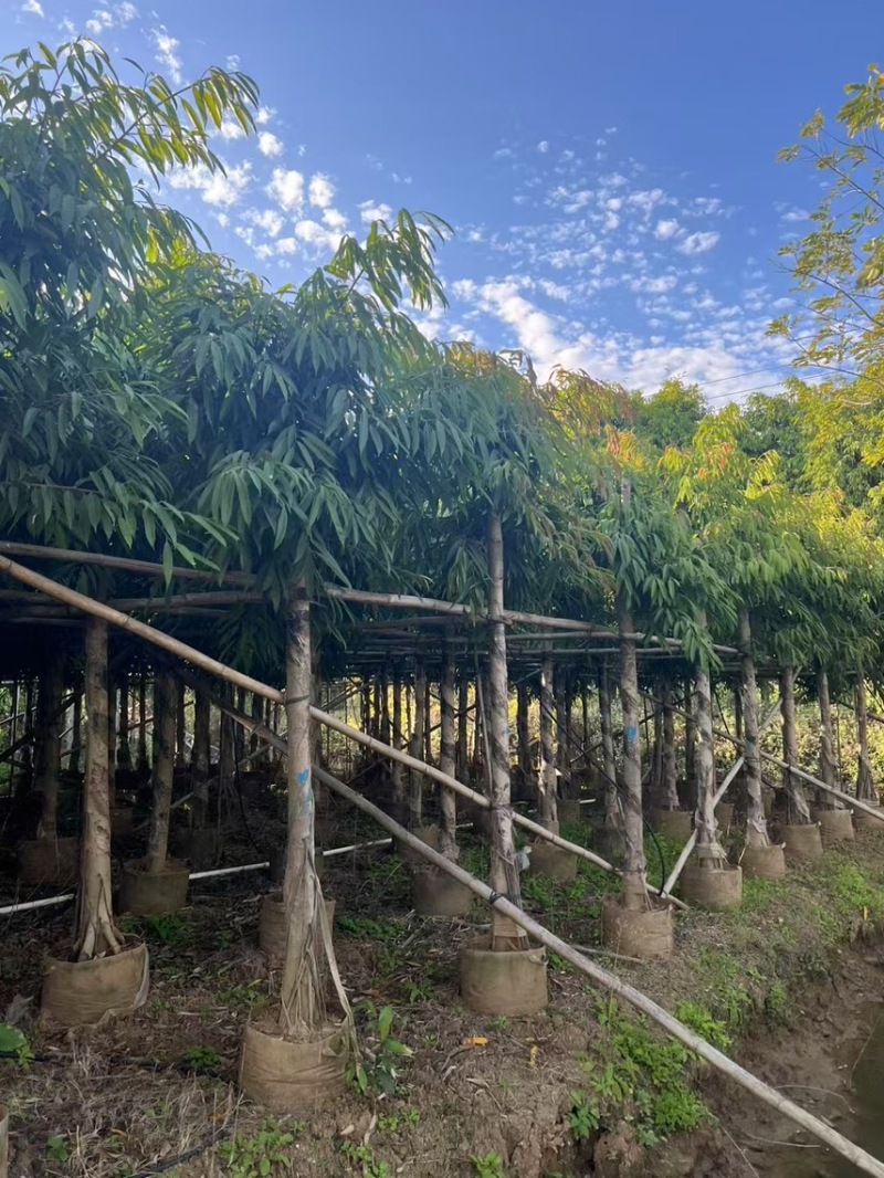 柳叶榕5-12公分，有需要的老板来电咨询