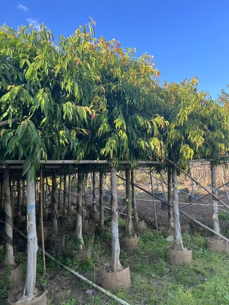 柳叶榕5-12公分，有需要的老板来电咨询
