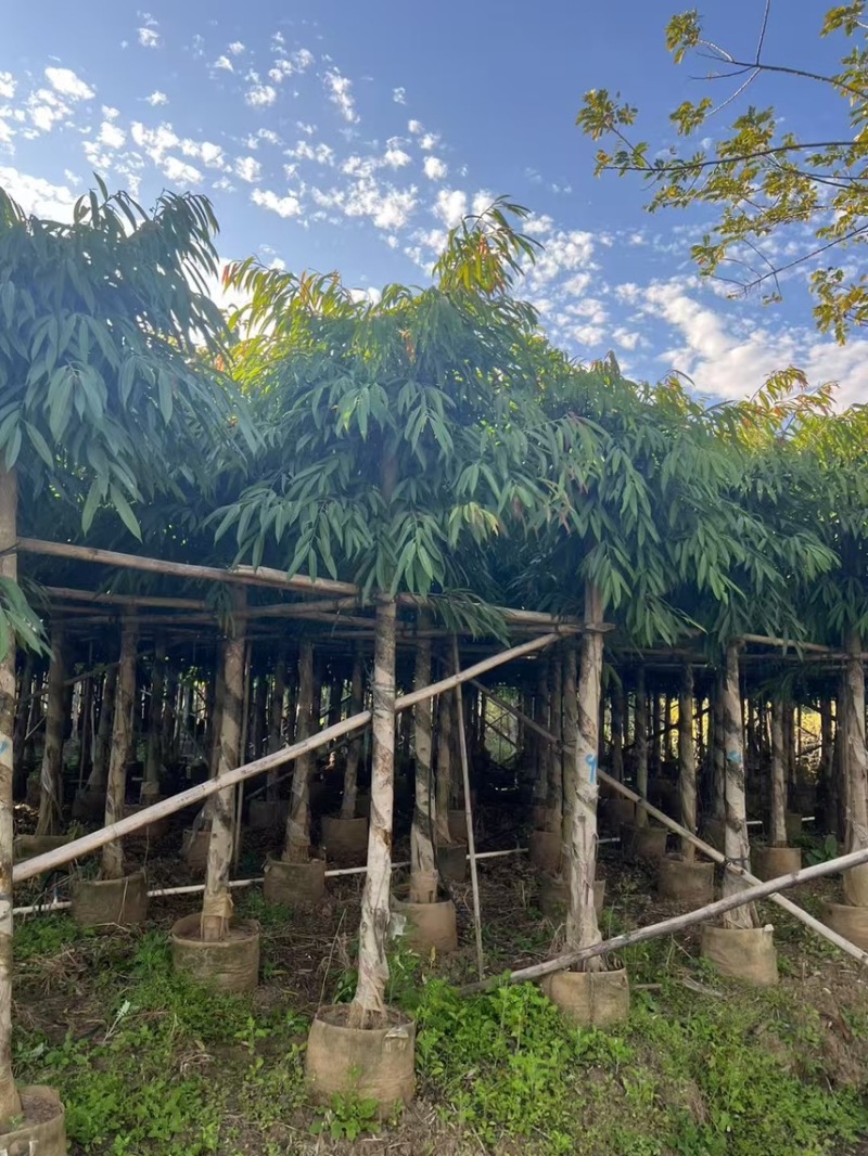 柳叶榕5-12公分，有需要的老板来电咨询