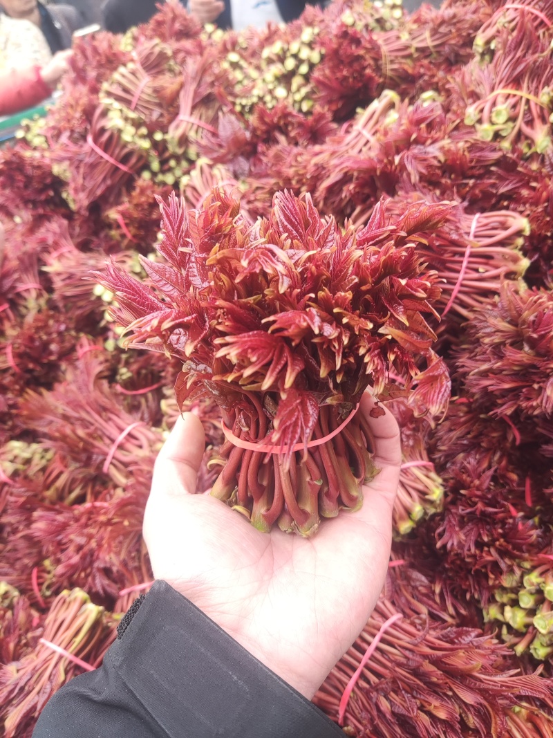 露天红油香椿大棚香椿产地直发