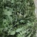 野生荠荠菜非种植