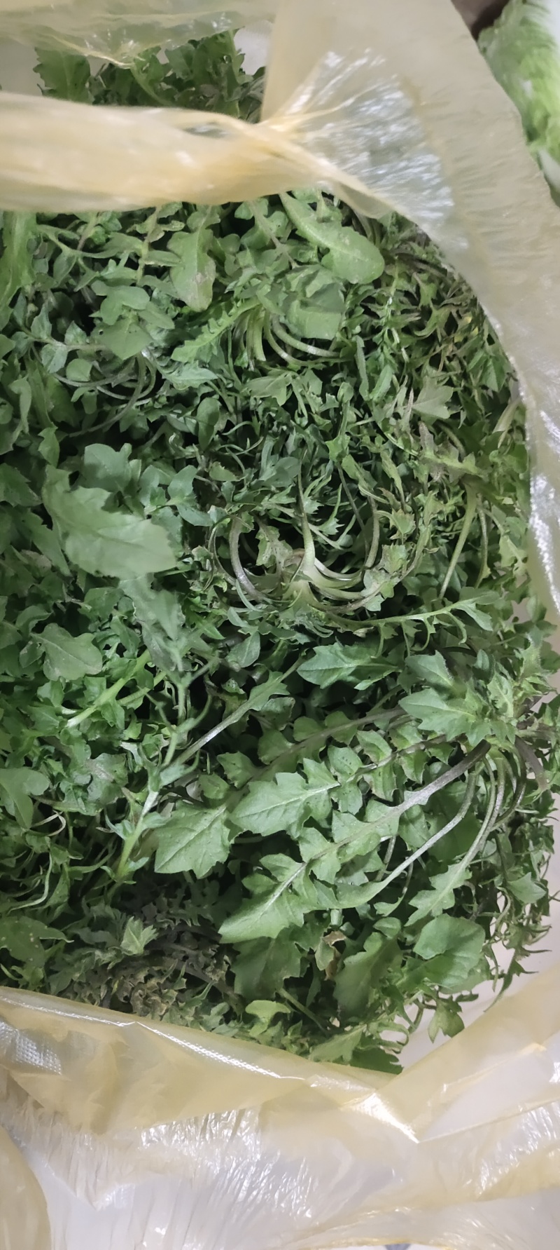 野生荠荠菜非种植