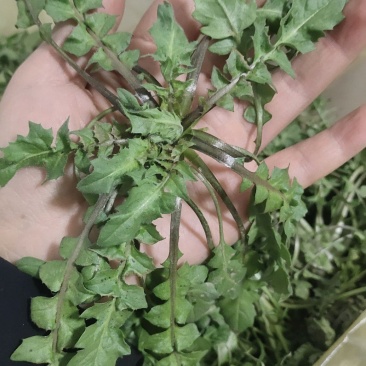 野生荠荠菜非种植