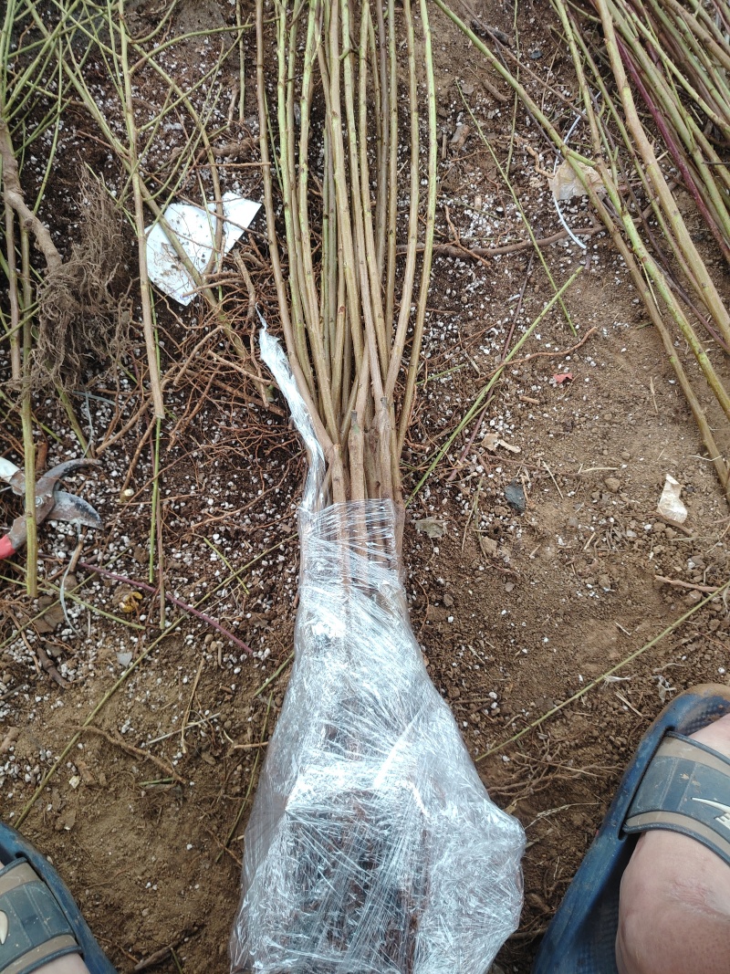 秋彤桃树苗，产量高，个头大，是一个晚熟的毛桃品种，包活
