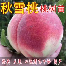 秋彤桃树苗，产量高，个头大，是一个晚熟的毛桃品种，包活