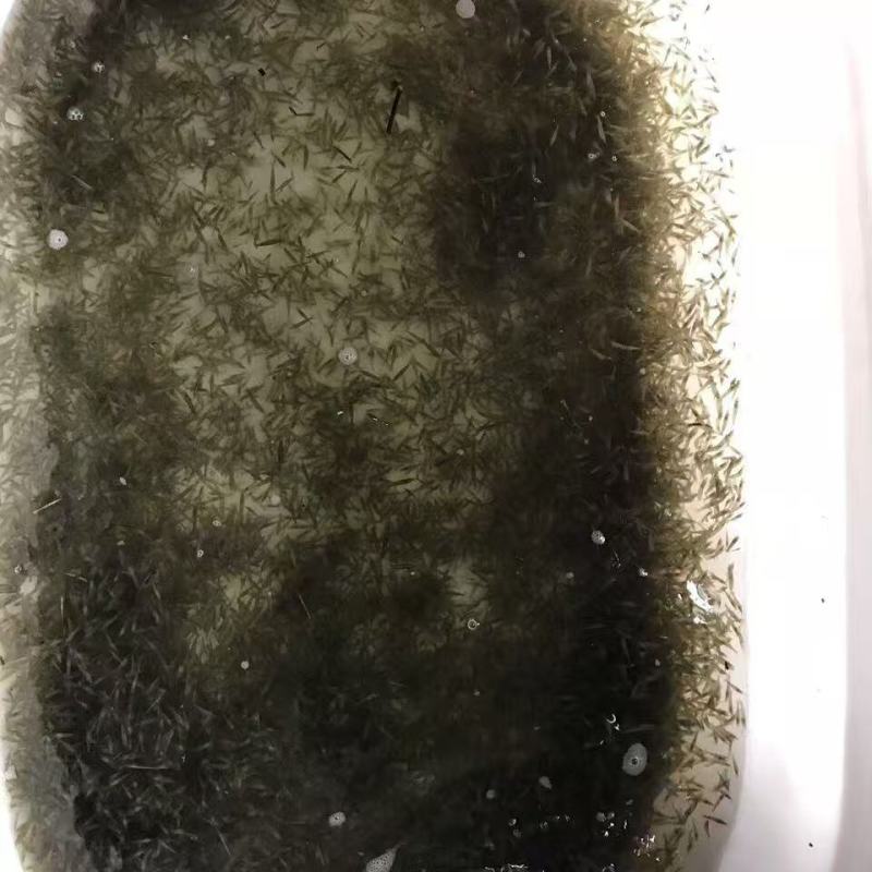 黑壳虾草缸清洁虾乌龟龙鱼饲料除藻虾观赏虾工具虾草虾活体虾