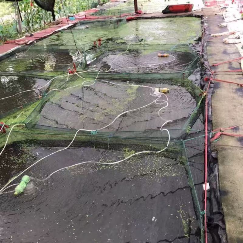 黑壳虾草缸清洁虾乌龟龙鱼饲料除藻虾观赏虾工具虾草虾活体虾