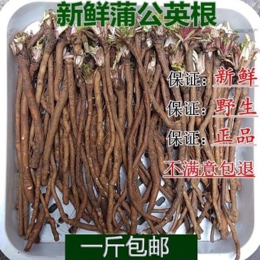 新鲜蒲公英根婆婆丁根新鲜黄花苗根现挖可种植