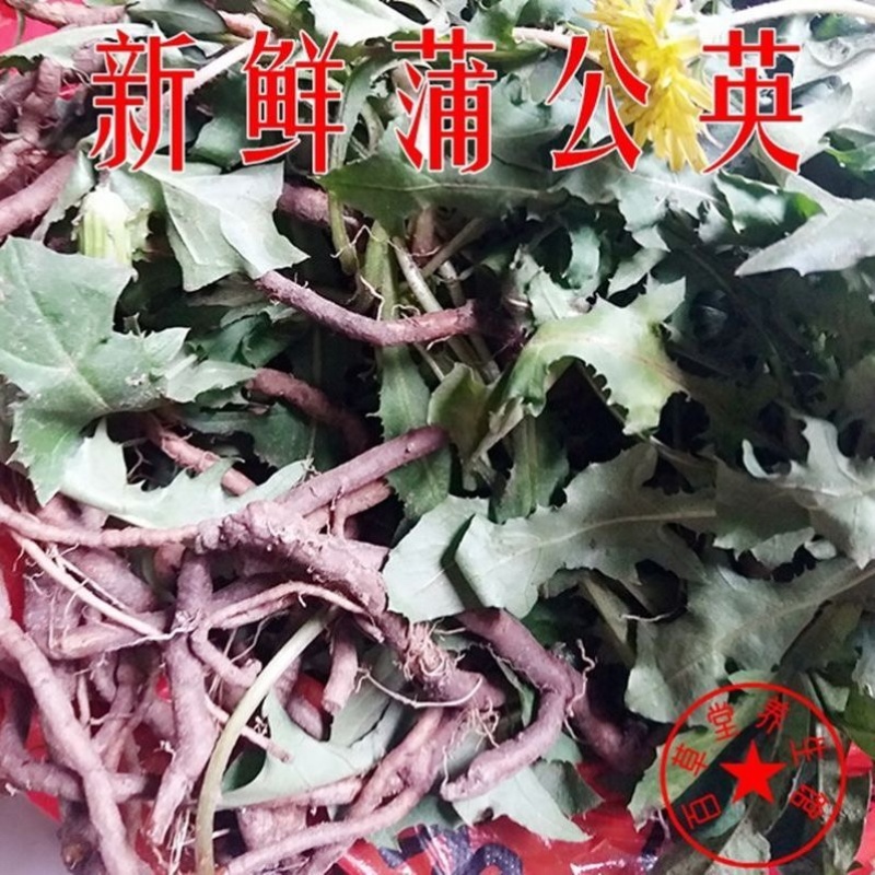 新鲜蒲公英根婆婆丁根新鲜黄花苗根现挖可种植