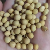 黄豆