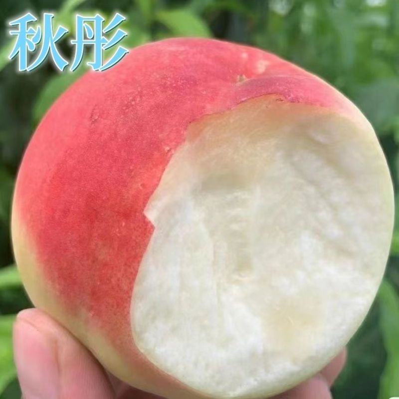北京14号树苗，品种苗，晚树品种，个头大，产量高，好管理