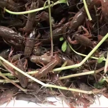 高抗小龙虾活体鲜活养殖幼苗活虾