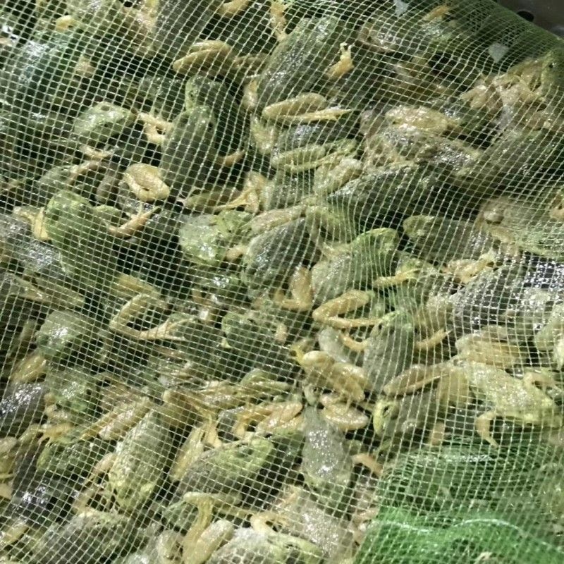 牛蛙苗小四脚青蛙幼蛙成活高种苗蝌蚪