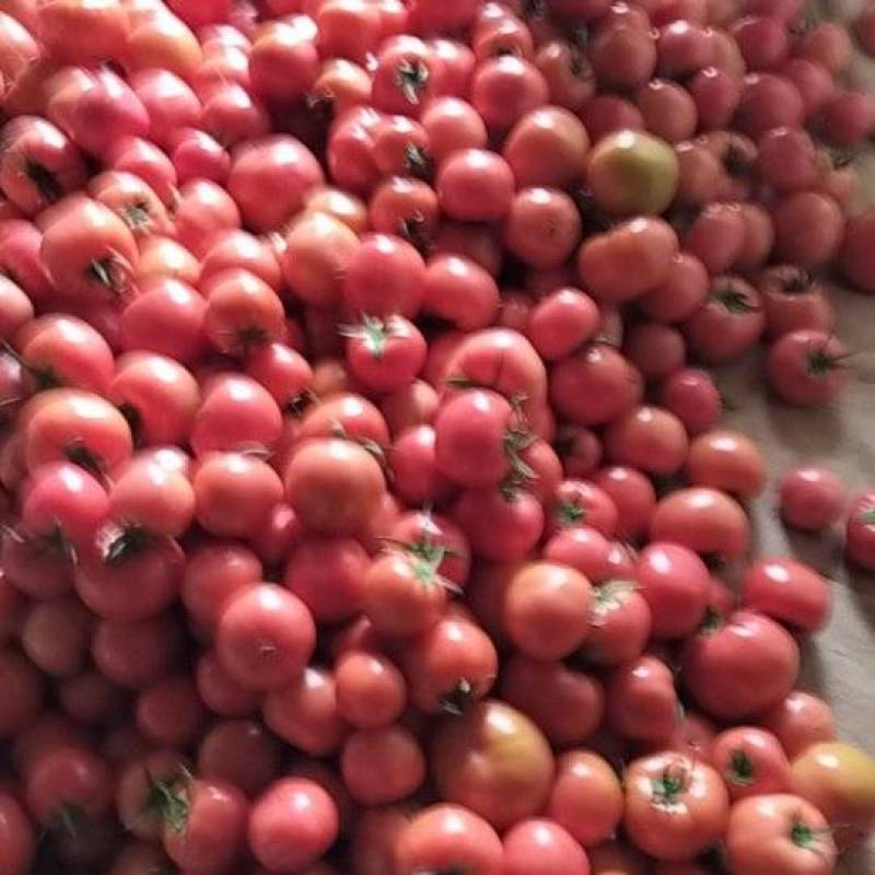 硬粉柿子大量上市了