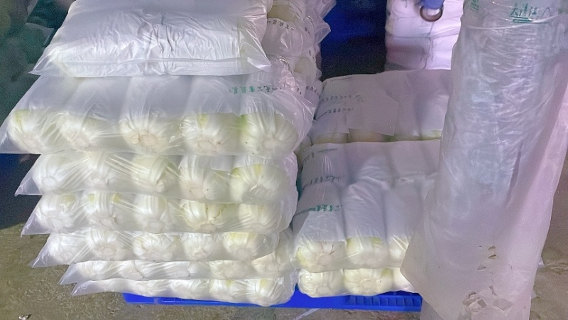 白菜黄心白菜产地直供保质保量欢迎订购