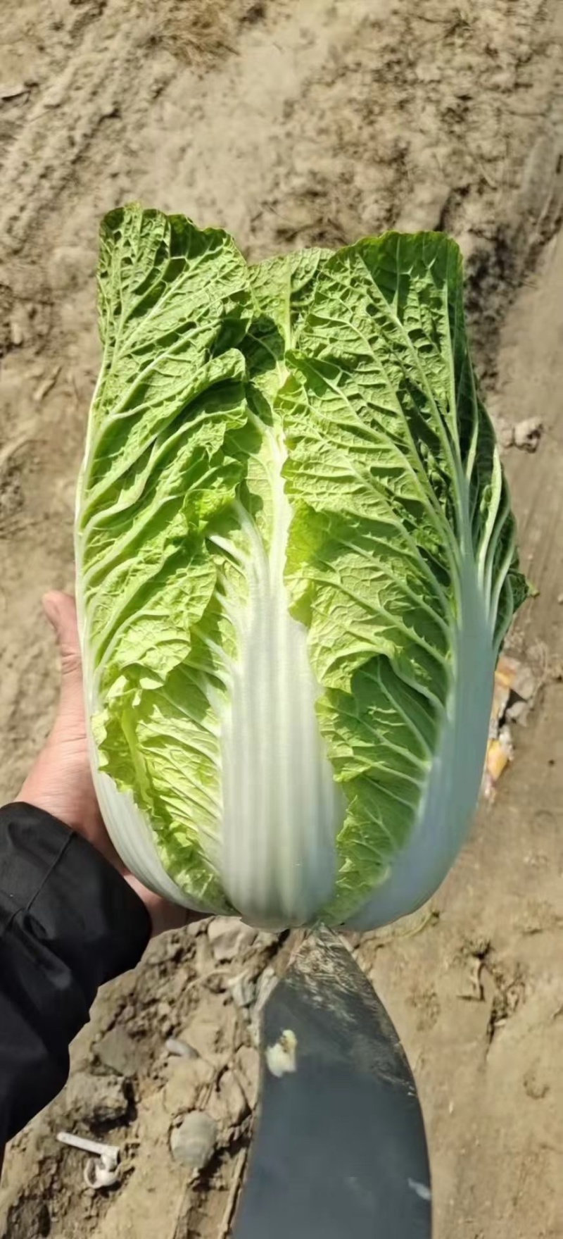 白菜黄心白菜产地直供保质保量欢迎订购