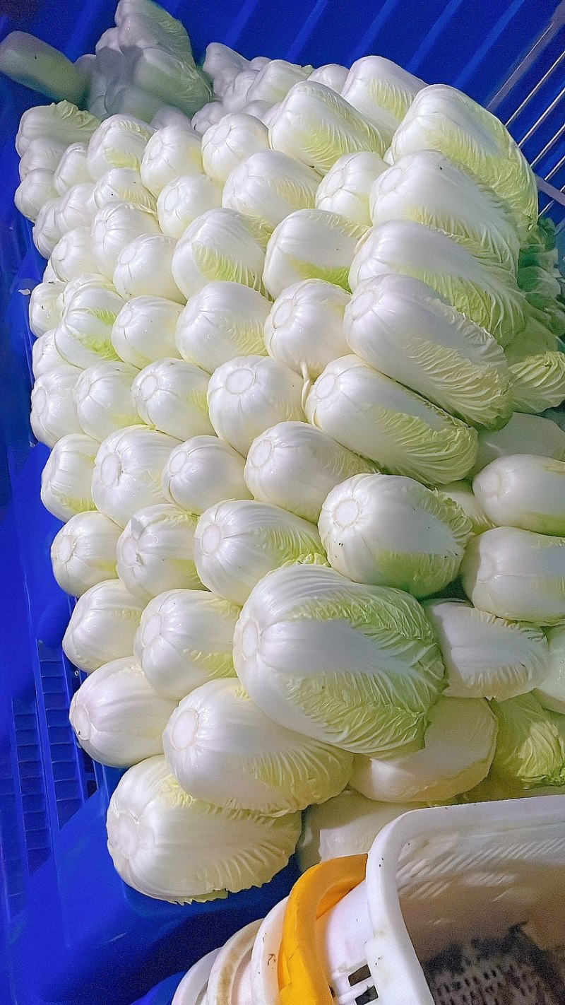 白菜黄心白菜产地直供保质保量欢迎订购